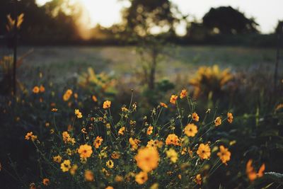 Close-up of yellow flowering plants on field during sunset