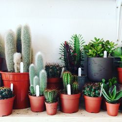 Close-up of potted cactus plants