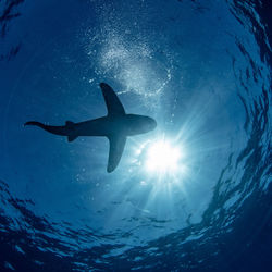 Oceanic white tip shark against the sun light at cat island bahamas