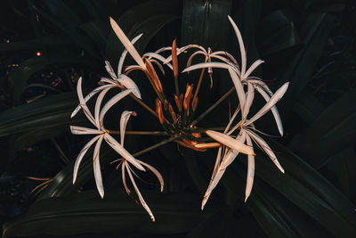 High angle view of flowering plant at night