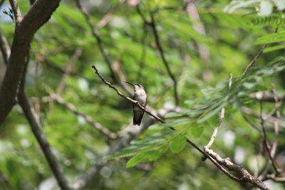 Low angle view of bird perching on tree