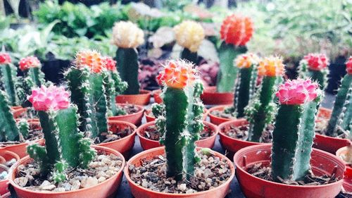 Close-up of potted cacti