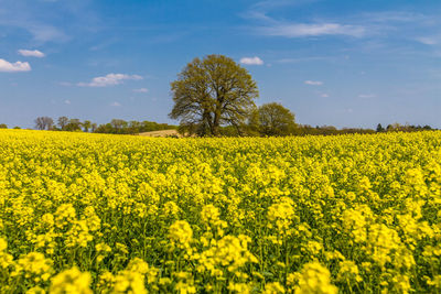 Scenic view of oilseed rape field against sky