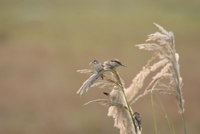 Bird flying