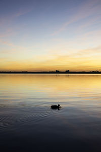 Silhouette duck swimming on lake against sky