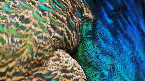 Close-up of peacock