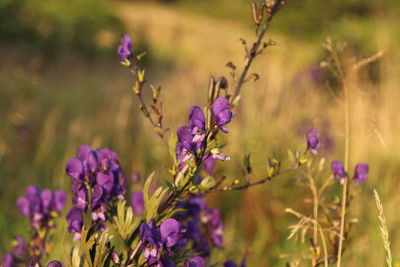 Close-up of purple flowering plants on field