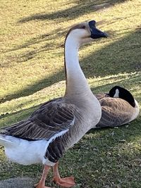 High angle view of bird on field