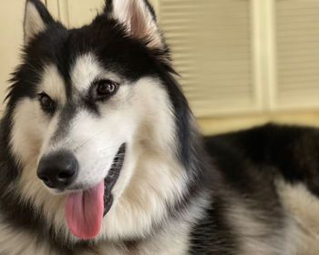 Close-up of dog sticking out tongue