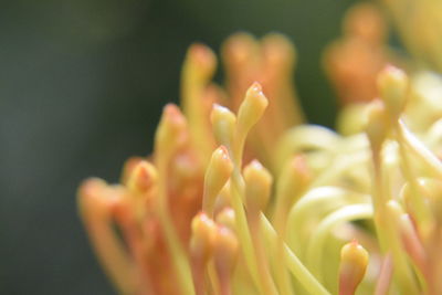 Macro shot of flowering plant