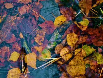 High angle view of maple leaf during autumn