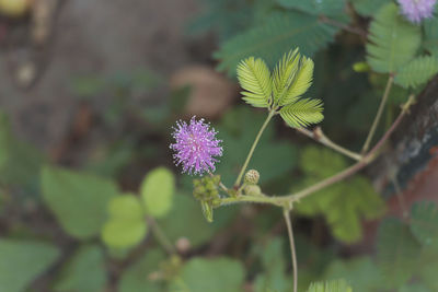 Close-up of purple flowering plant