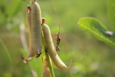 Close-up of lizard on leaf