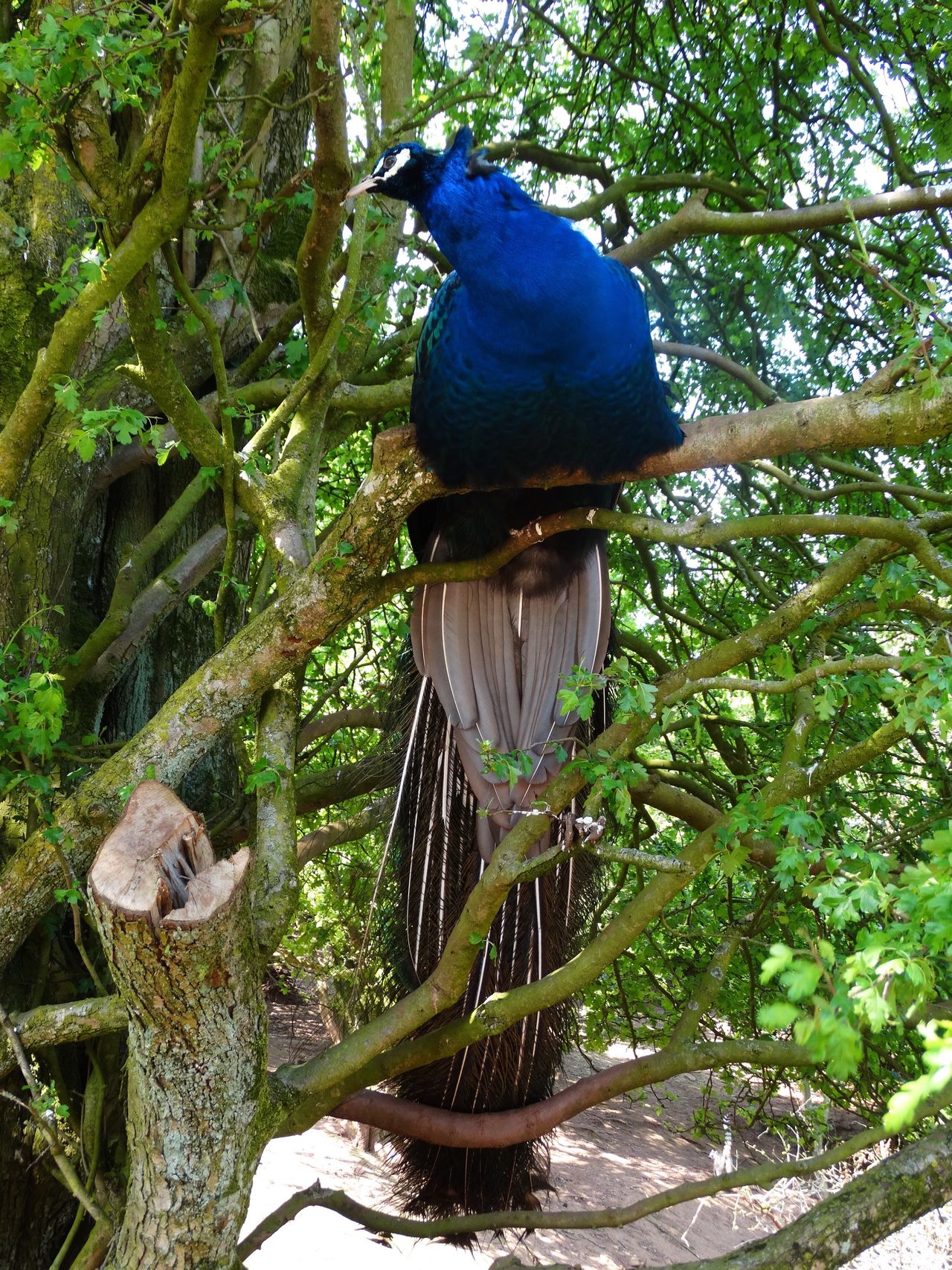 Animal in tree