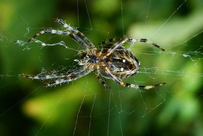 Close-up of spider and web against blurred background