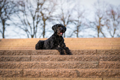 Black dog sitting on wall