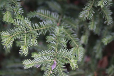Close-up of pine tree leaves