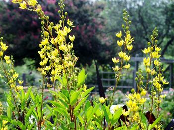 Close-up of flowers