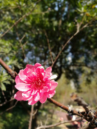 Close-up of pink flower blooming outdoors