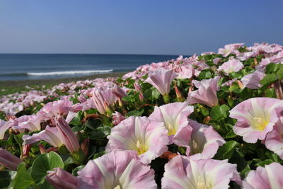 Close-up of pink flowering plants by sea against sky