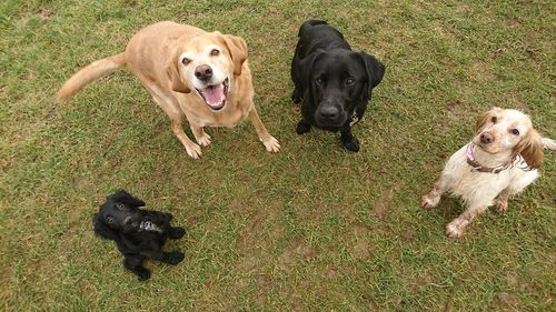 Dogs with puppy on grass