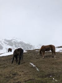 Horses in land during winter
