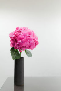 Close-up of pink rose flower in vase against white background