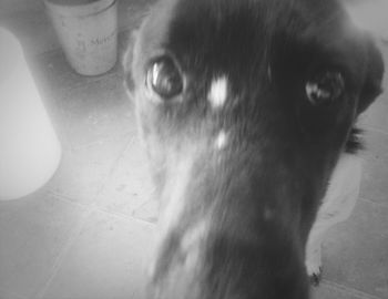 Close-up portrait of dog at home