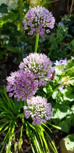 Close-up of purple flowering plant