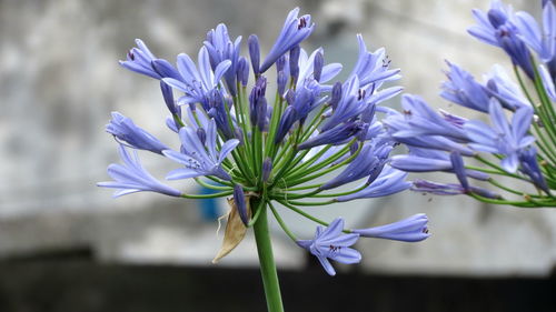 Close-up of purple flowering plant