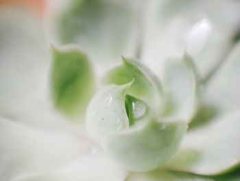 Close-up of white rose on leaf