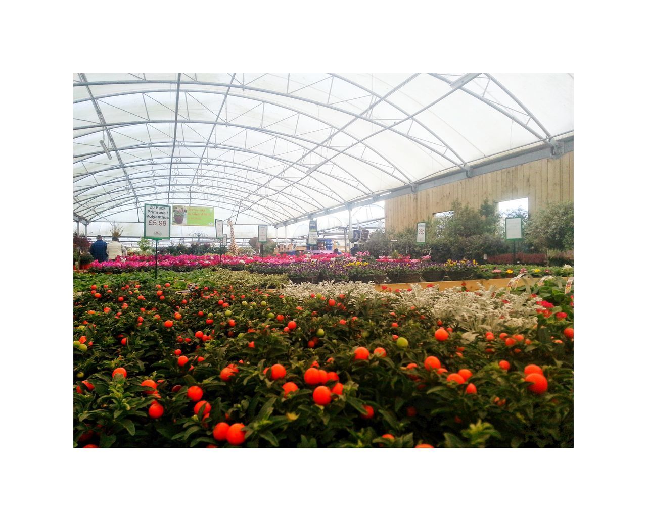VIEW OF FLOWERS IN GREENHOUSE