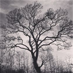 Low angle view of bare trees against sky