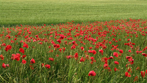 Red poppy flowers in field