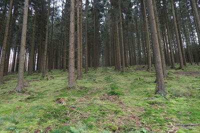 Trees growing in forest