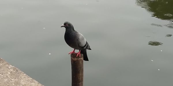 High angle view of bird perching on wooden post