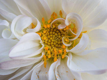 Full frame shot of white flower