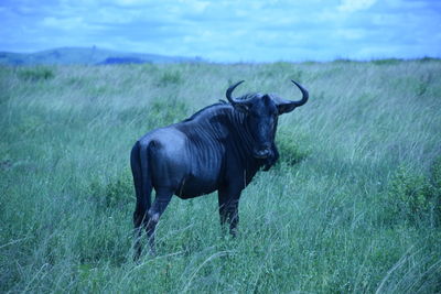 Wildebeest on grassy field at tala private game reserve