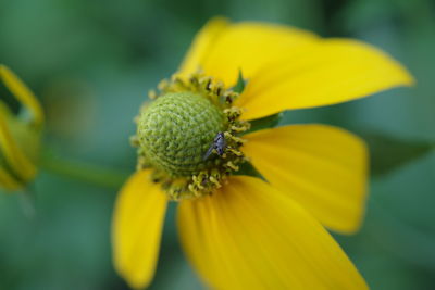 Close-up of insect on yellow flower