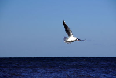 Seagull flying over sea against clear sky