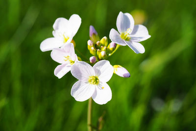 Close-up of white flowers blooming outdoors