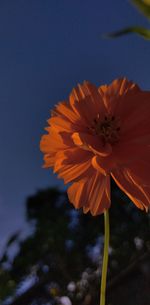 Close-up of orange flower against sky