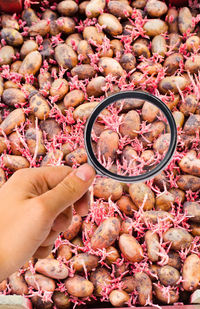 The food scientist checks potatoes for chemicals and pesticides. healthy vegetables. pomology.