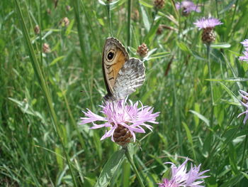 Close-up of butterfly pollinating flower