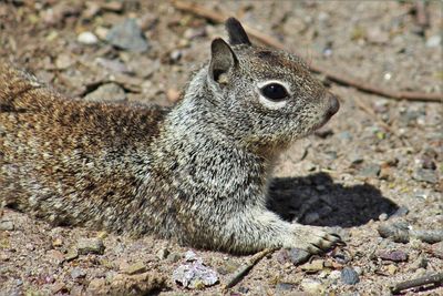 Close-up of squirrel on dirt