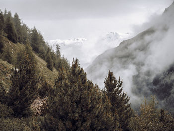 Pine trees in forest against sky