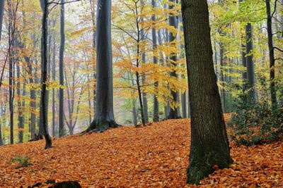 Trees in forest during autumn