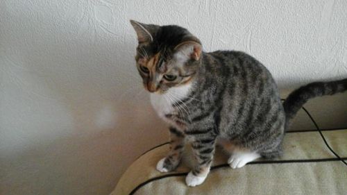 High angle view of a cat looking away