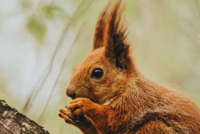 Close-up of squirrel