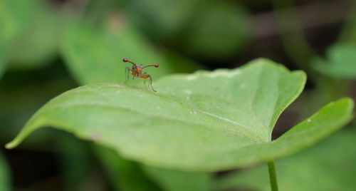 Close-up of insect on leaf